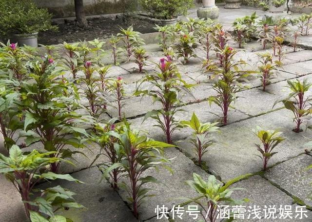 真正的花坚强,墙缝、地缝都能长,开花特别旺!