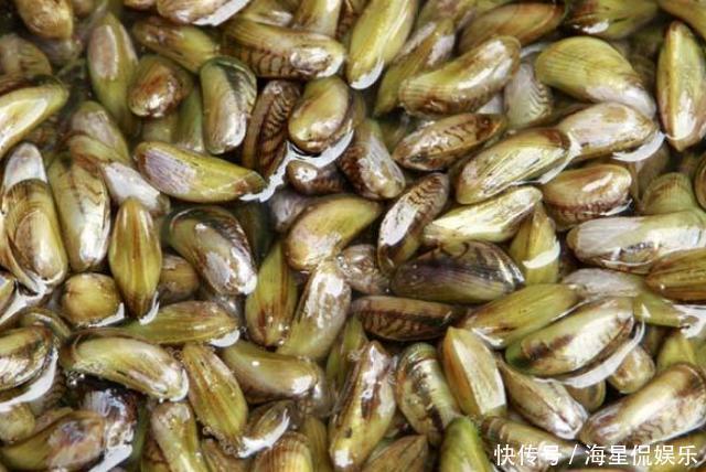 海鲜|海边人最爱吃4种海鲜,一般人不懂瞧不上,实则是“天下奇鲜”