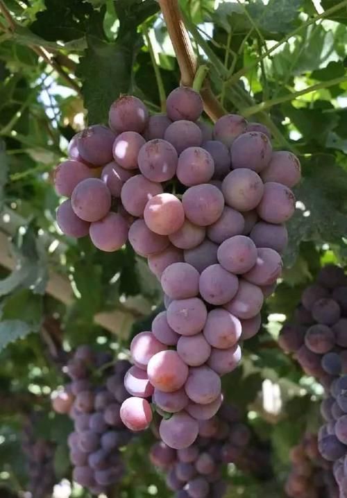 有益健康的保健食物，坚持吃点，和血止痛，滋养肌肤，促进消化