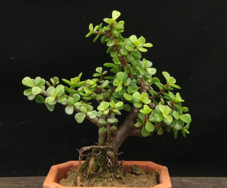 金枝玉叶|命里“多金”的5种花,寓意好又贵气,家里养一盆,带来好运气