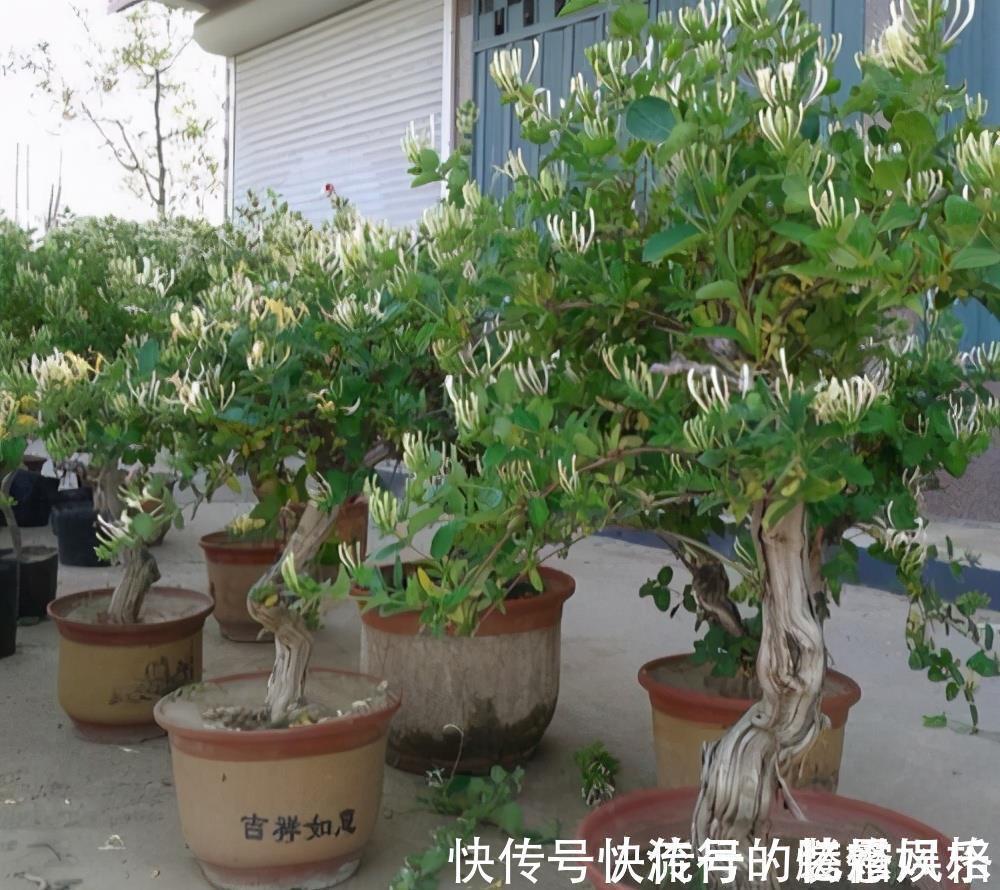 香气|5种香花，家里养一盆，好看还“养人”，全家都健康