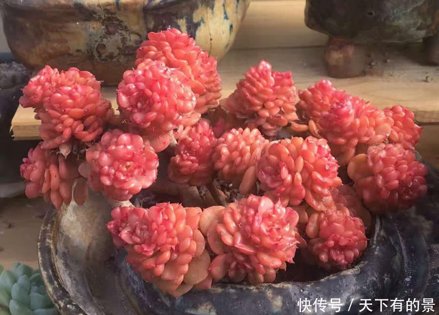 好养活的花草，环境适应力强！推荐这6个品种，你可以试一试