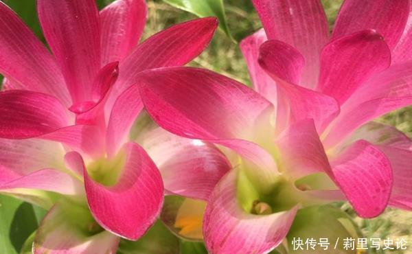 此花花开美而不艳,有极强的药效功能,寓意着身体安康!