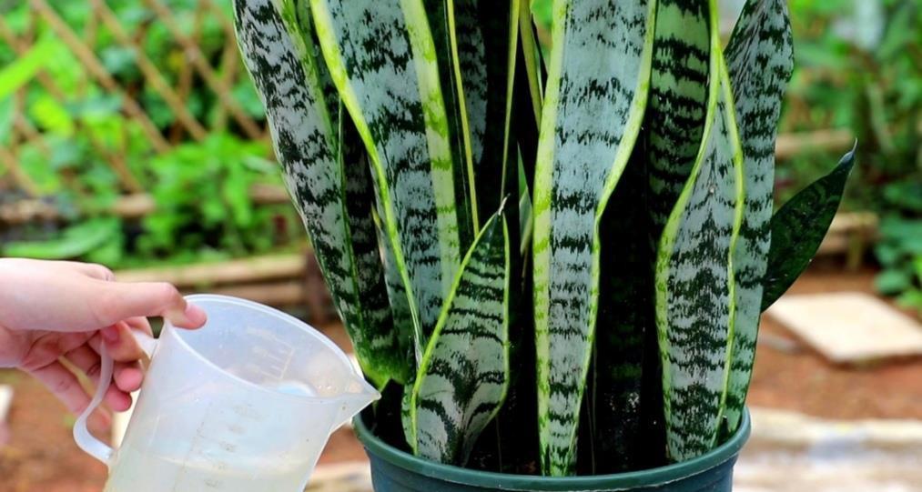 施肥|让虎皮兰多长新芽,4个养护要点不能忽视,不然长期不长新叶