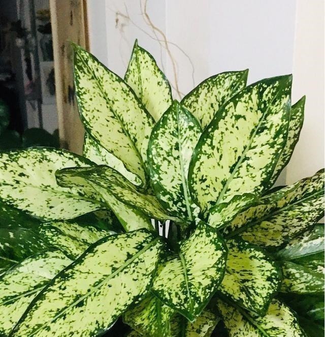 耐阴花|12种耐阴花,适合养在卫生间里,光不好也能呼呼长!