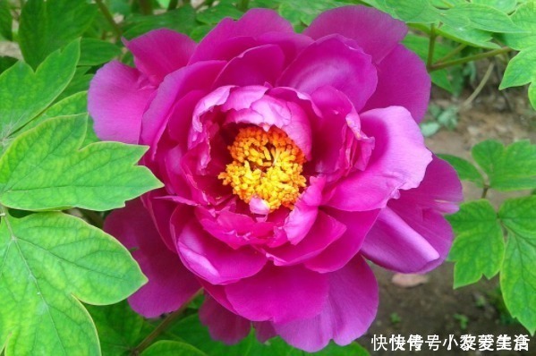 福气|俗话说:多说多错,少说少错,想要一生命好福气大,别说4种话!