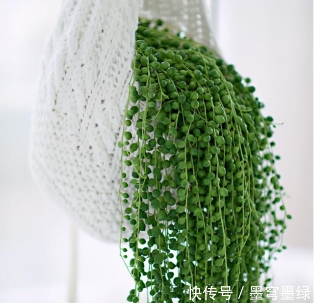 9种花不用花钱买，掐根枝条插土里，2周即可生根，好养易成活