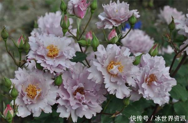 丰花月季|6种冷门月季,看一眼就中“毒”,没养的人都后悔了!