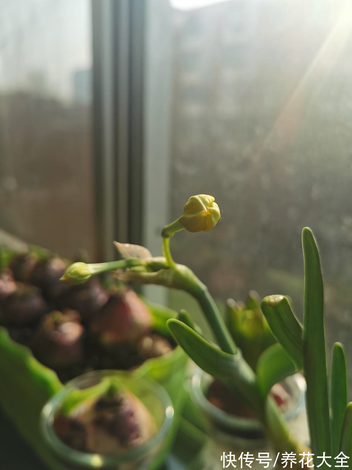 香蕉皮秒变“优质花肥”，老一辈传下来的老办法，花吃了“疯长”