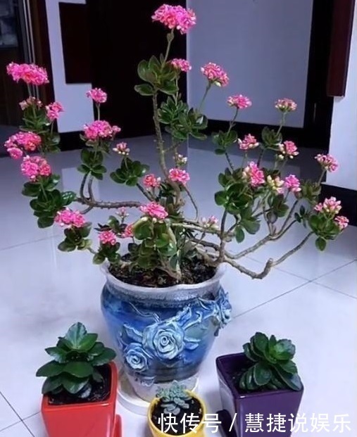 这花10块钱买一盆,养2年变老桩,叶子密、开花旺,每家都有