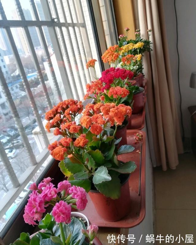 长寿花|6种“老人花”,漂亮清香,吉利又大方,你养着花,花也养着你