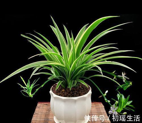 家里什么植物都可以不养,唯独这4种花万万要摆放上,后悔才察觉