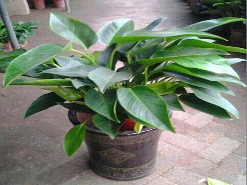 暖房里养花,注意几点,不然再暖和也养不好花!