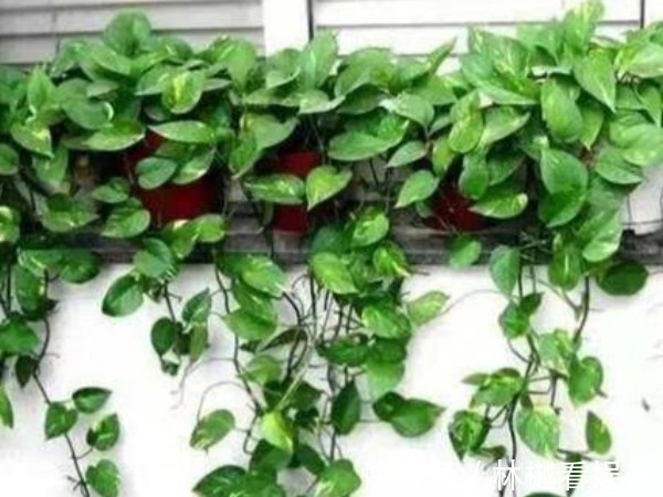 二氧化碳|“一颗绿萝七个鬼”,家中为啥不能放绿萝有什么讲究吗