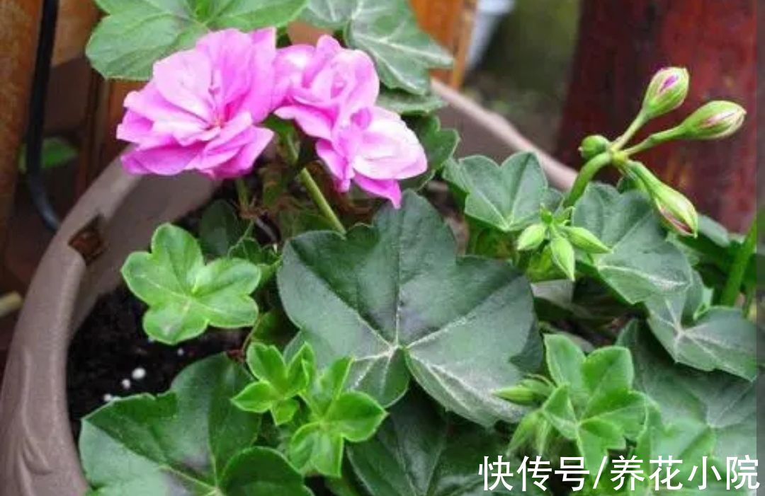 繁殖|5种漂亮花，冬季也能扦插，成活率高，明年不用买