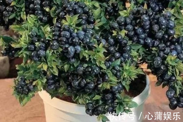 树莓|这四种果树放阳台养,一盆能挂满果,居然节约不少买水果的钱