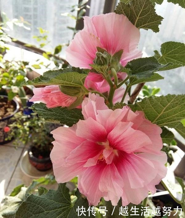 中国产的世界名花，花大色艳，美丽无比，还可盆栽观赏，深受喜爱！