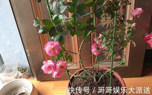月季出现僵苗怎么办3个简单小方法,新芽花苞蹭蹭冒,开花99朵
