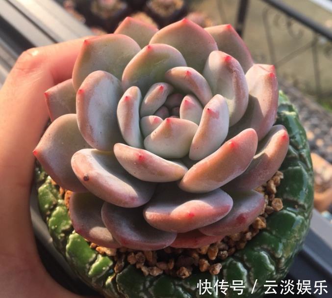 光照|多肉植物叶插发芽后该如何养护浇水要注意,让根系更强健