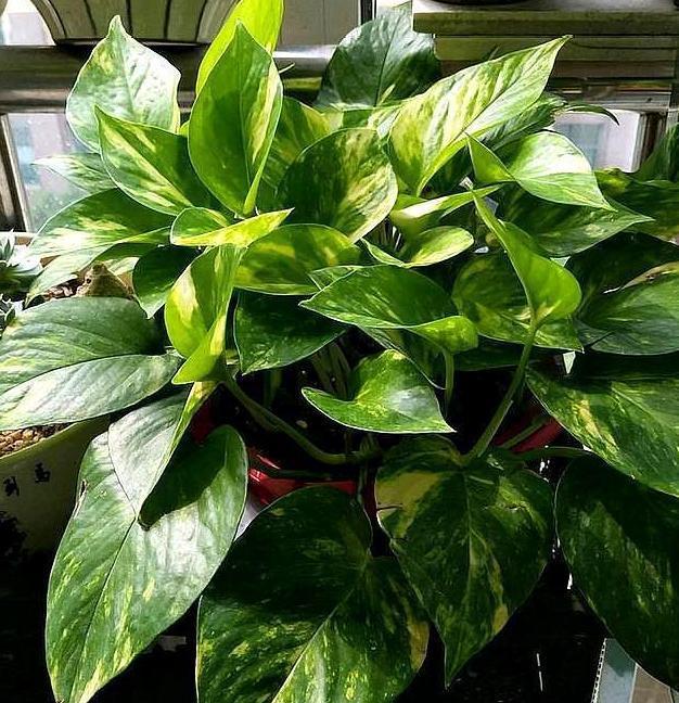 办公室水培绿萝，如何养护到位迎合5点小要求，茎叶四季常青