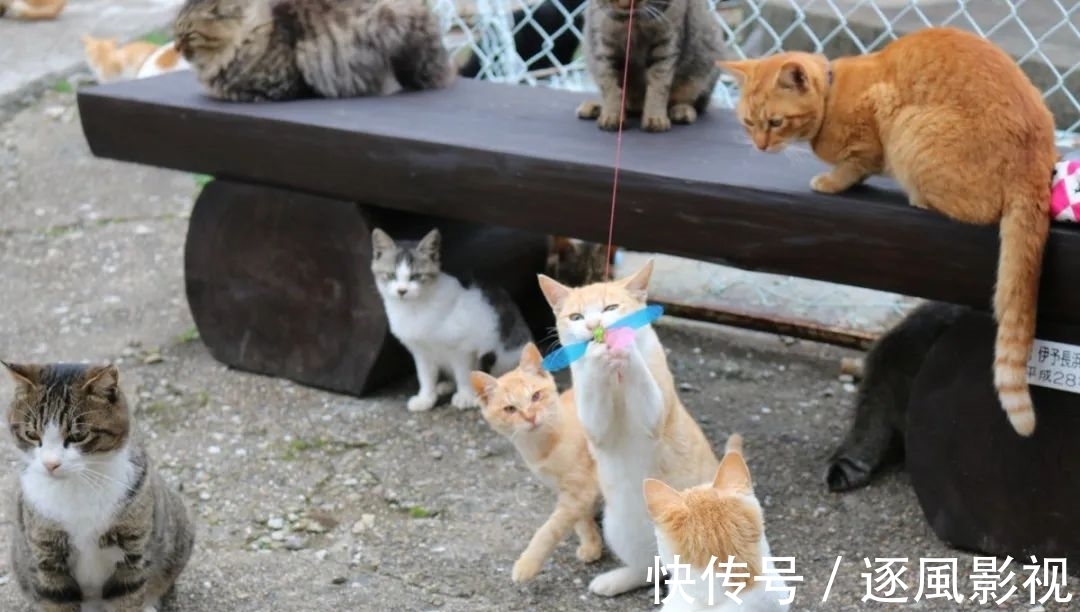 喵星人|日本怎么那么多撸猫圣地啊!