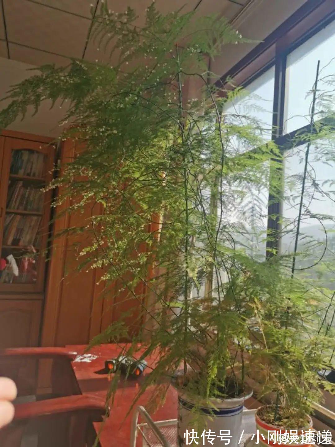 叶片|10种花特怕晒,越晒越黄叶,搬阴凉地儿才能活!