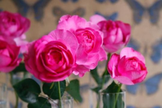 长寿花|6月13日开始，养花试试这几款，家里美成小花园，长势旺盛开花美