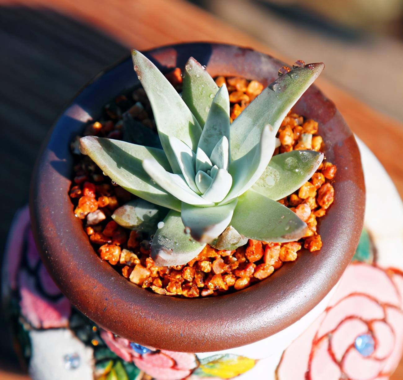 盆栽|多肉植物白菊了解一下，养护要点要知道，出状态