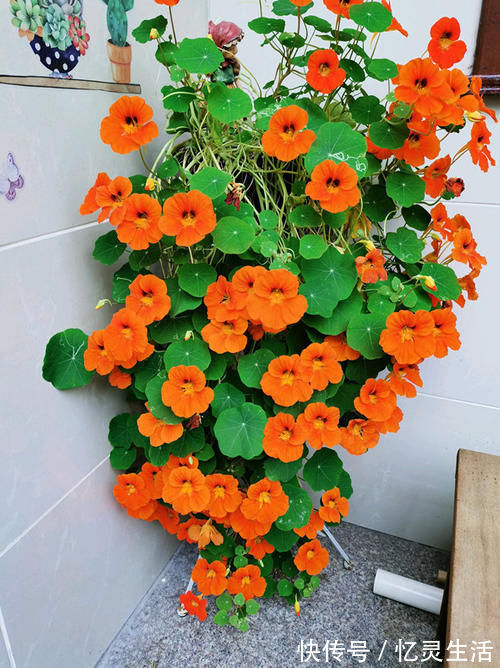 世界名花 旱金莲 优秀的室内盆栽花 家里养一盆 四季有花看 粉紫色 世界名花 旱金莲 优秀的室内盆栽花 家里养一盆 四季有花看 粉紫色