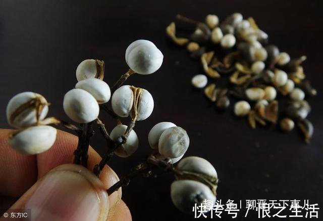 胃部|胃不好的人,喝水时放3粒,杀菌养胃,幽门螺杆菌“一扫而光”