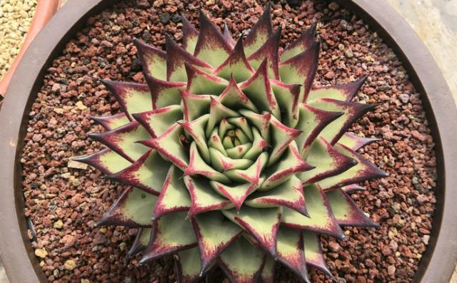 花友|提醒肉友换盆土,你弄清楚什么时候动手合适,如何操作了吗