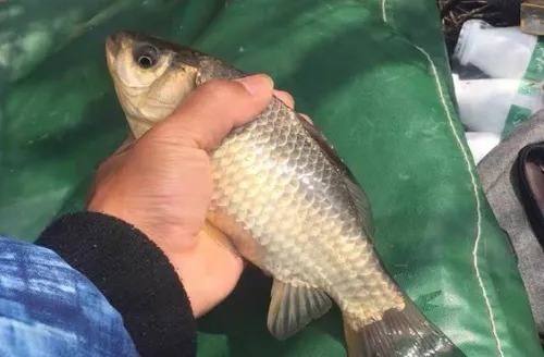 野钓鲫鱼的一些经验,都是用金钱和时间总结的,建议钓友收藏!