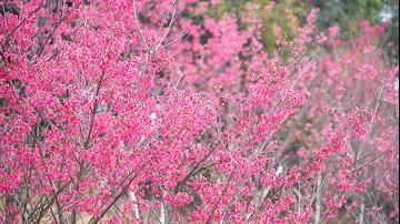 老年|惊艳来袭！晋江市区千亩“天然氧吧”，春节赏花好去处！