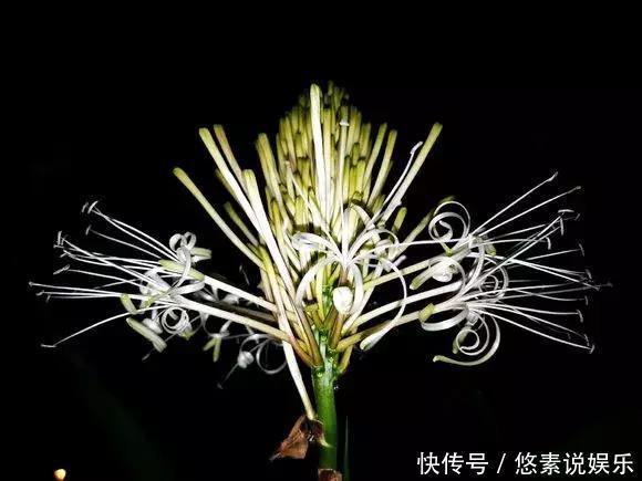 4种花有灵性,平时难开花,一有好事就开花!