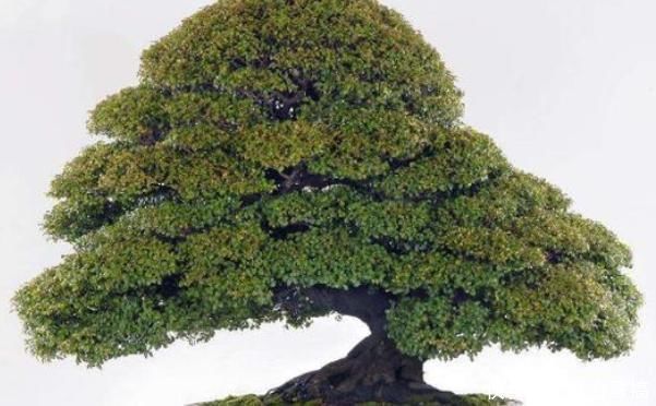 浇水|堪称我国最好养的盆景,不仅比牡丹大气,而且美观寓意好