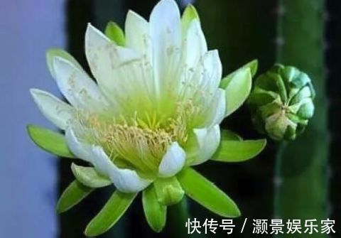 “2种花”现在扦插正合适,生根快、成活率高,开花十分养眼!