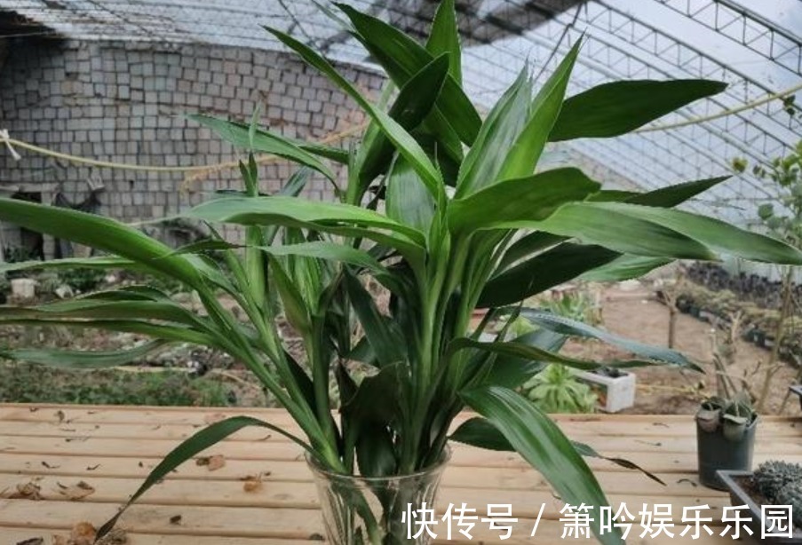 如果养着7种花，温度高及时“打顶”，这样才能枝繁叶茂