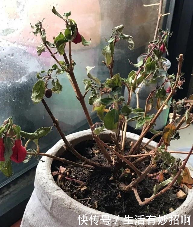 10种花,春天不能晒,躲屋里最安全!10种花,春天不能晒,躲屋里最安全!