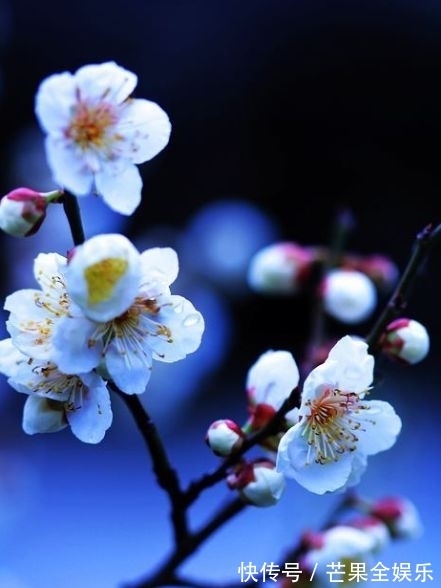 迎春$七言律诗一首:迎春