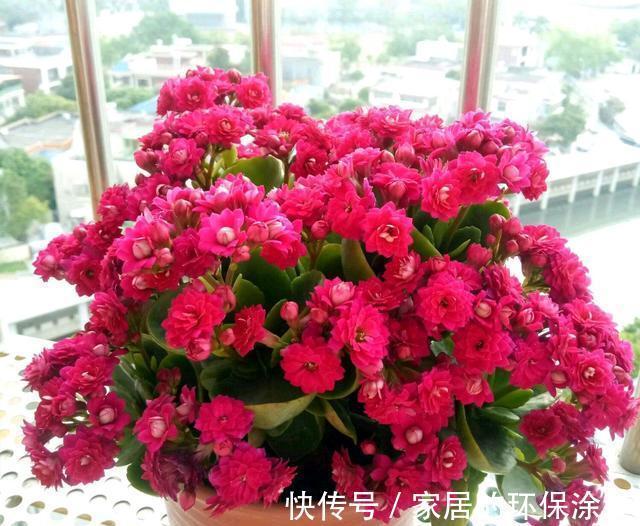 十月不知养啥花？看看这六种，好养又漂亮，可以放心入手