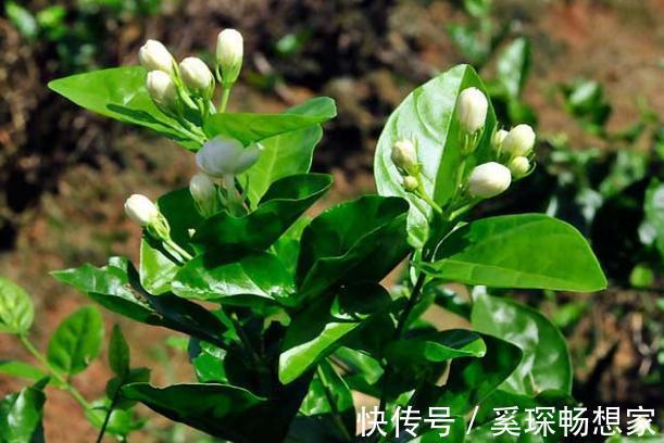 睡眠质量|卧室养花不了解这些，随意盆栽可能会引发失眠、没精神、一身病