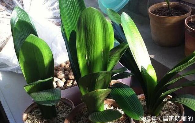 君子兰用这个土来养，根系肥壮，叶子又厚又亮，花开的越来越多