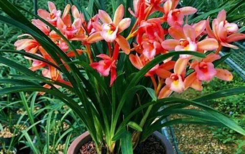 不清楚养花该怎么施肥，用什么肥，就抓紧跟着学吧！