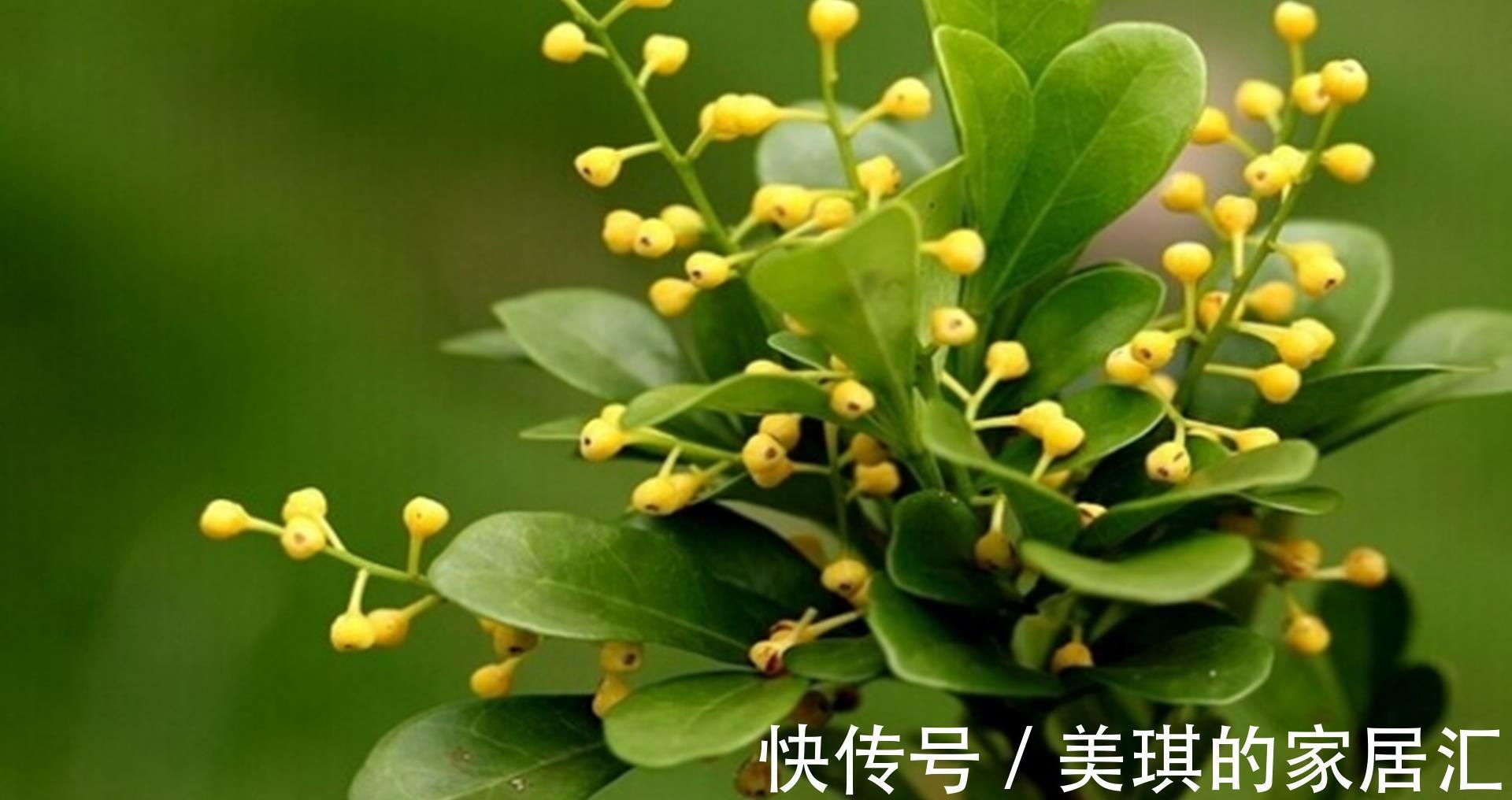 光照|想要米兰长大一圈,几点养护要做好,不仅长得快,还能持续开花