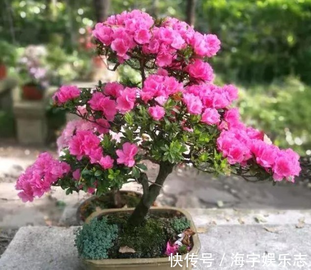 花卉盆栽|3种“垃圾”垫盆底，不黄叶烂根，1年四季叶子油绿，花开爆盆！