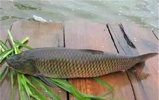 别把钓草鱼看的那么难,做到这几点,连竿中鱼如若等闲