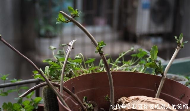 阳台养什么花好，2种植物，山上找一棵，种盆里，长成盆景老桩！