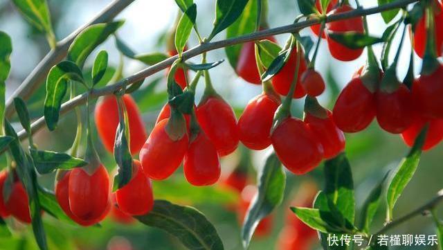 寒性食材|蒲公英和它很“般配”，坚持泡水喝，排肝毒降肝火，皮肤也变好了