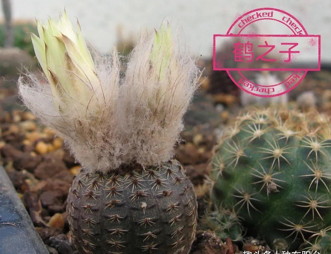 士童|误以为仙人掌很难开花，凑齐“4个条件”，开花一点不稀奇！