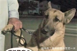 警犬破案有功受表彰 上台领奖时全程拉着主人手艾玛 好紧张啊 快资讯